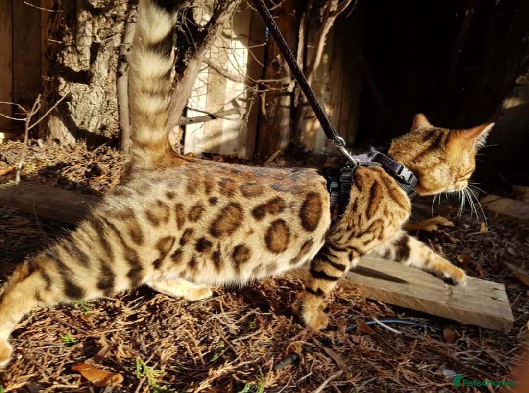 Bengal cats for sale: GORGEOUS 9 week old PURE BENGAL KITTENS ❤️ - Image 27