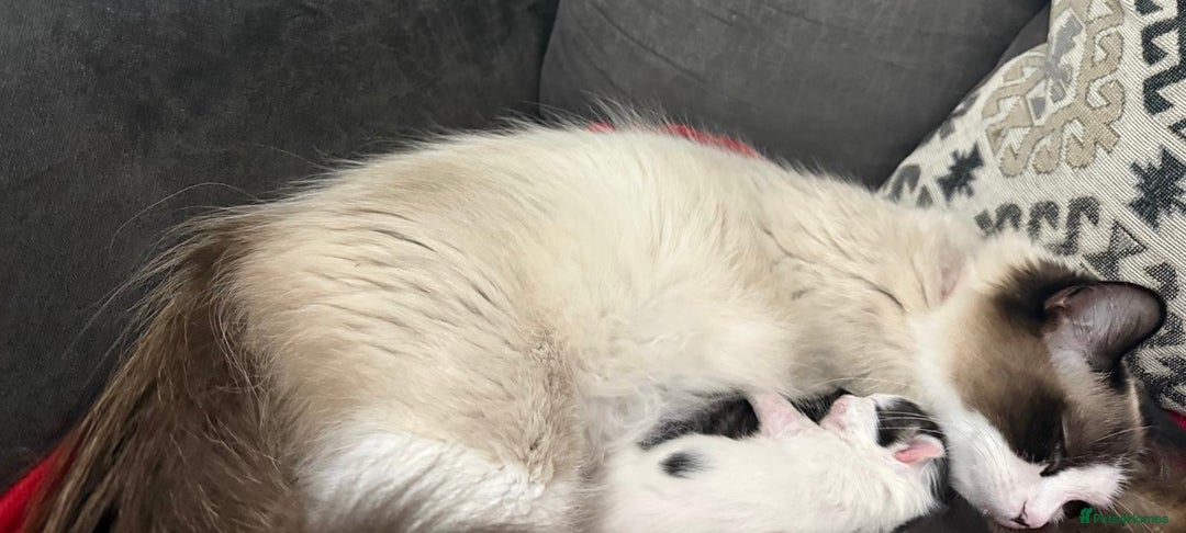 Ragdoll cats for sale: Female  - Image 1