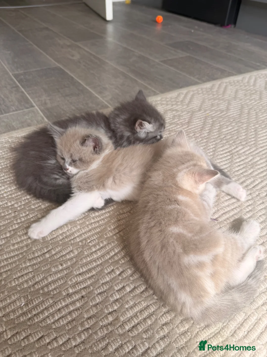 Mixed Breed cats for sale: Ragdoll Cross Ready now - Advert 15