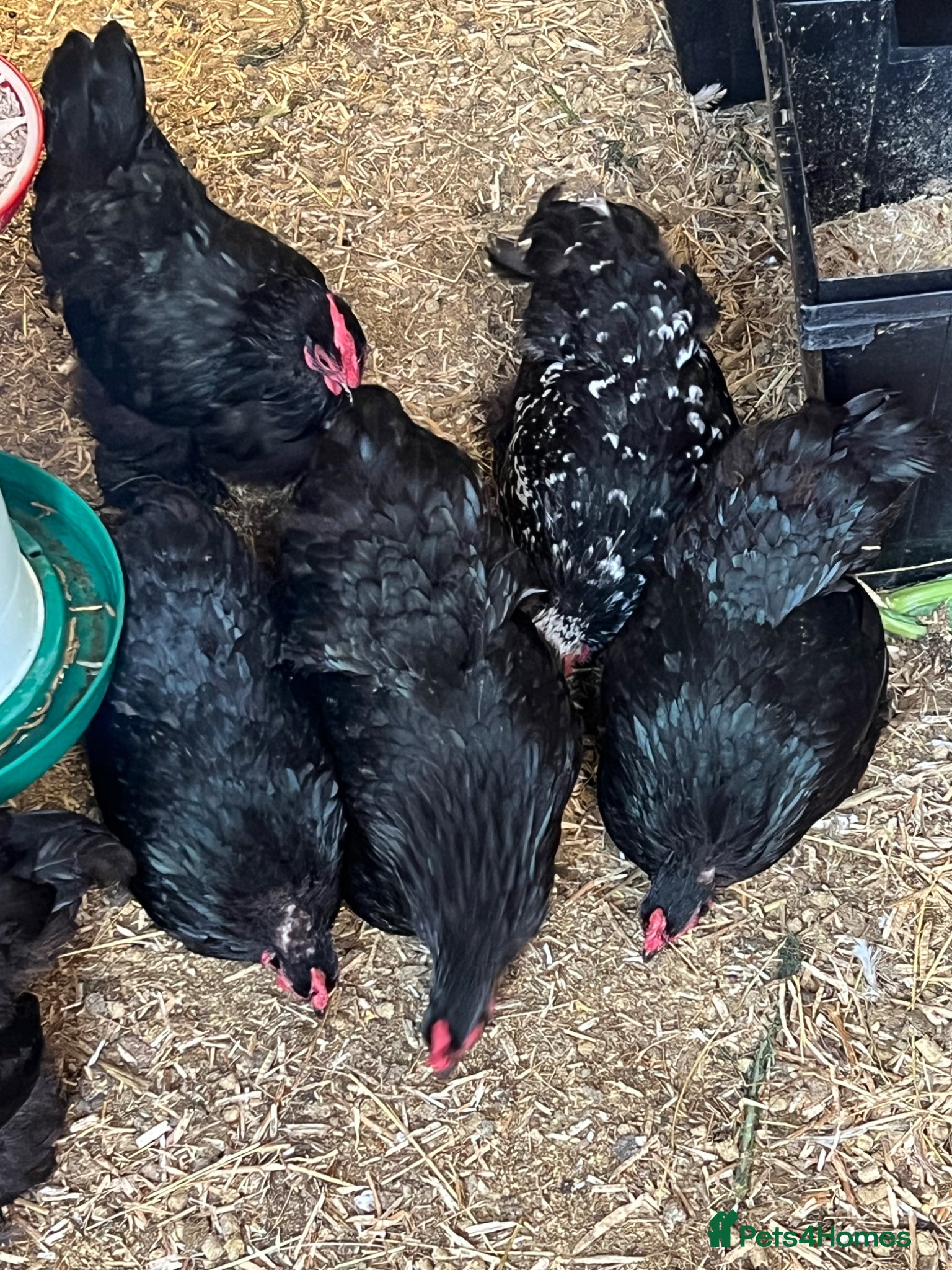 Chickens poultry Lovely black Pekin hens for sale  - Advert 1
