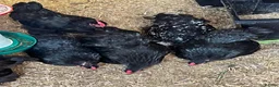 Chickens poultry for sale: Lovely black Pekin hens for sale  - Advert 1