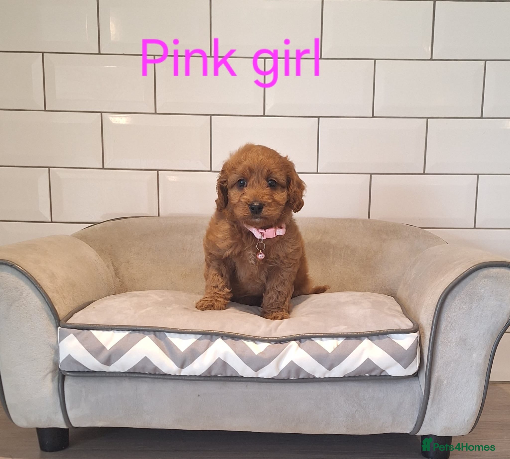 Cavapoochon dogs Beautiful Cavapoochons 🧡 - Advert 2