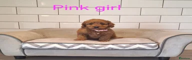 Cavapoochon 4