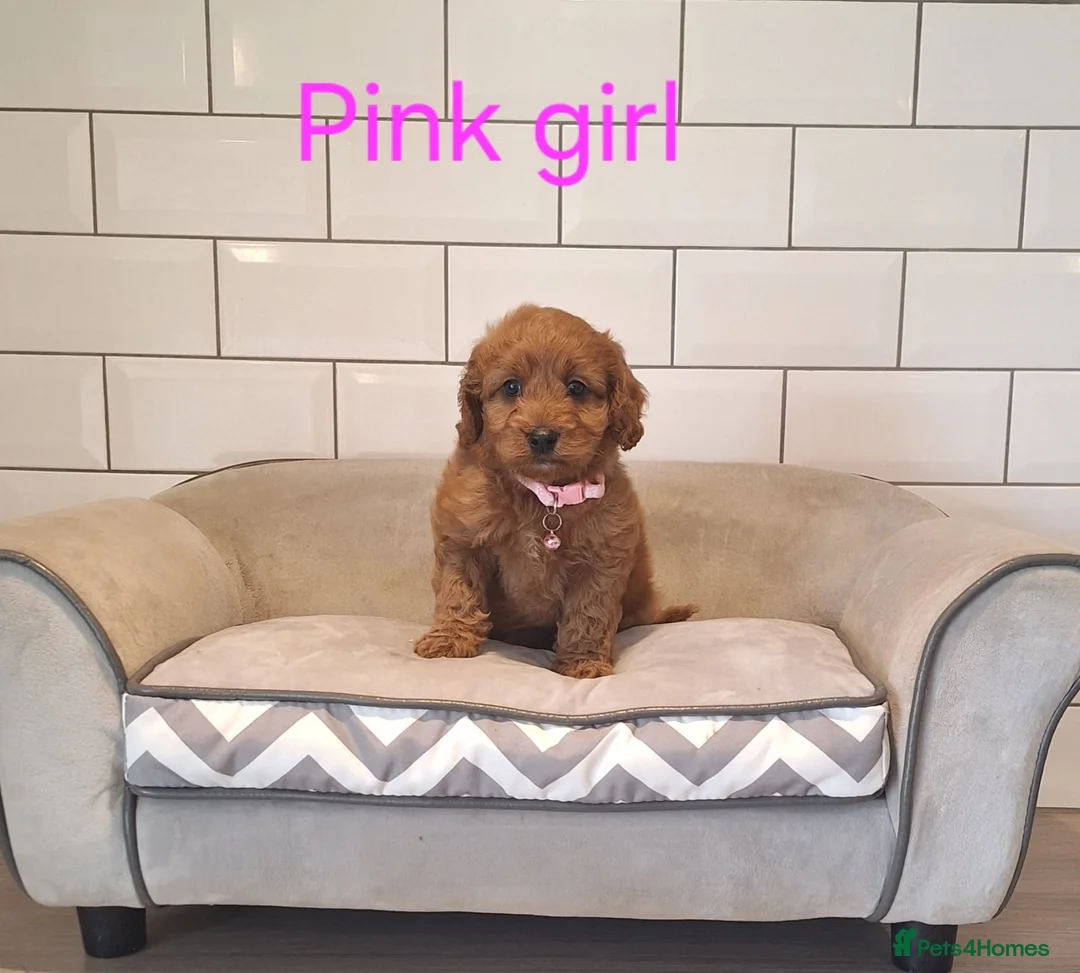 Cavapoochon dogs for sale: Beautiful Cavapoochons 🧡 - Advert 2
