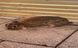 Mixed Breed rabbits for sale: Male rabbit for sale  - Image 3