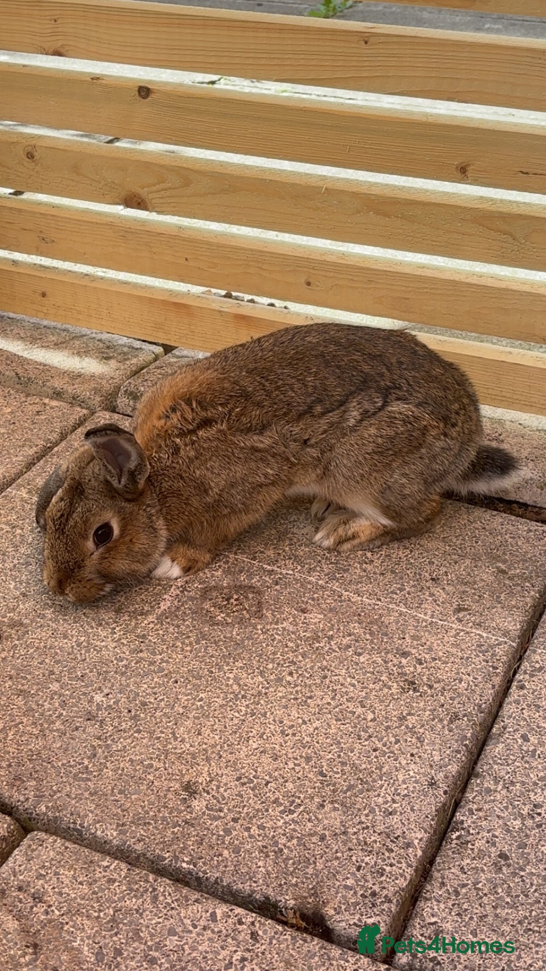 Mixed Breed rabbits for sale: Male rabbit for sale  - Image 3