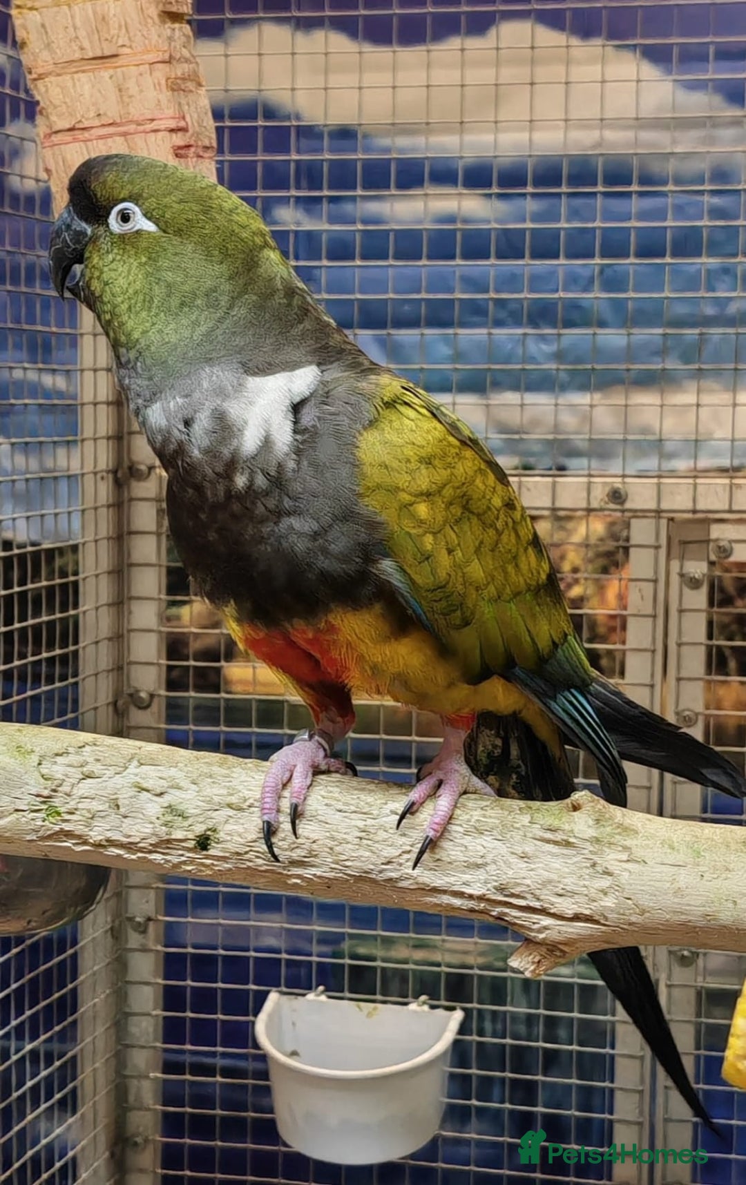 Parrots birds for sale: Xxx BIRDS/PARAKEETS/PARROTS xxX - Advert 4