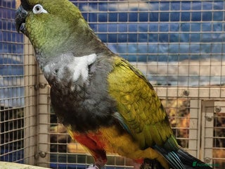 Parrots birds Xxx BIRDS/PARAKEETS/PARROTS xxX - Advert 3