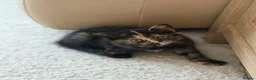 Mixed Breed cats for sale: 2 remaining kittens- £120 each or £220 for both  - Advert 6