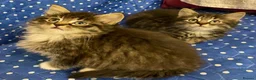 Maine Coon cats for sale: Maine Coon Absolutely Beautiful Kittens For Sale  - Advert 13