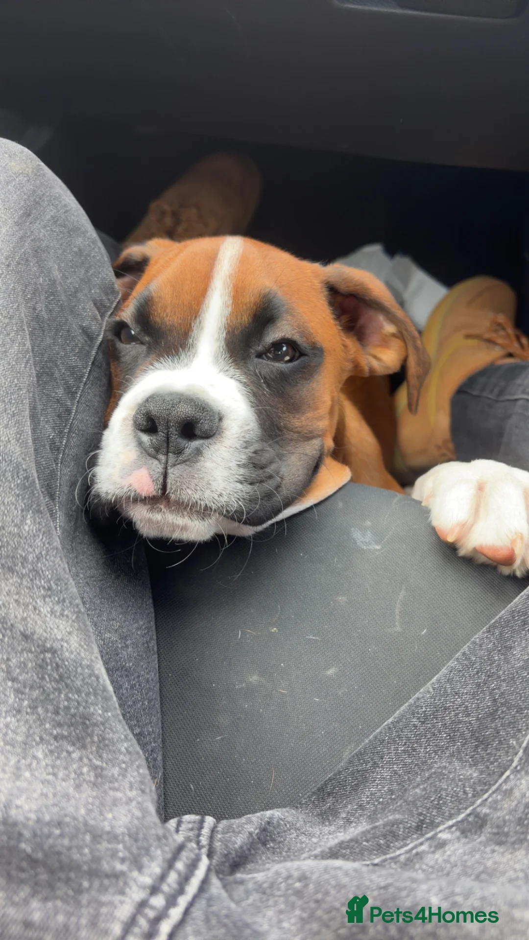 Boxer dogs for sale: Hank! in London - Advert 2
