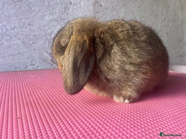 Mini Lop rabbits Pure mini lop - Advert 2