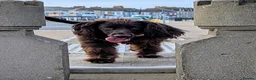 Cocker Spaniel dogs for sale: Female - 9 month old Cocker Spaniel  - Advert 2