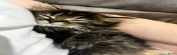 British Shorthair cats for sale: British short hair cross kittens  in Willenhall - Advert 4
