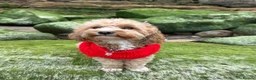 Maltipoo dogs for sale: Exquisite Maltipoos DNA Health Tested Parents - Advert 10