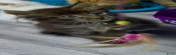 Maine Coon cats for sale: Mainecoons  - Advert 1