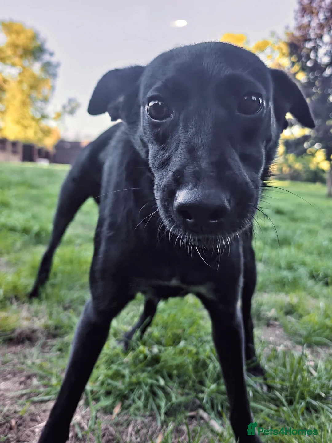 Mixed Breed dogs for adoption: Pixel, adorable girl looking for a new home - Advert 2