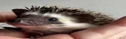 Pygmy Hedgehog rodents for sale: African Pygmy Hedgehog Ethically Bred  - Advert 9
