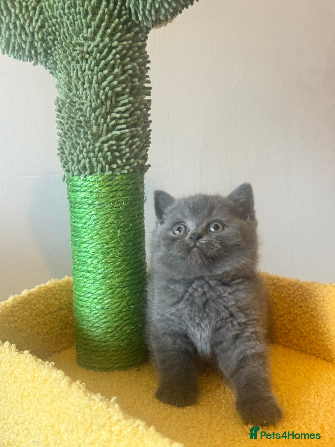 British Shorthair cats for sale: Blue British shorthair 🏆🏆🏆💙💙💙 - Advert 3