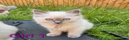 Ragdoll cats for sale: 6 Ragdoll kittens READY NOW  in Nottingham - Advert 1