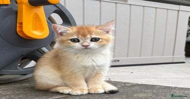 British Shorthair cats in London - Advert 9