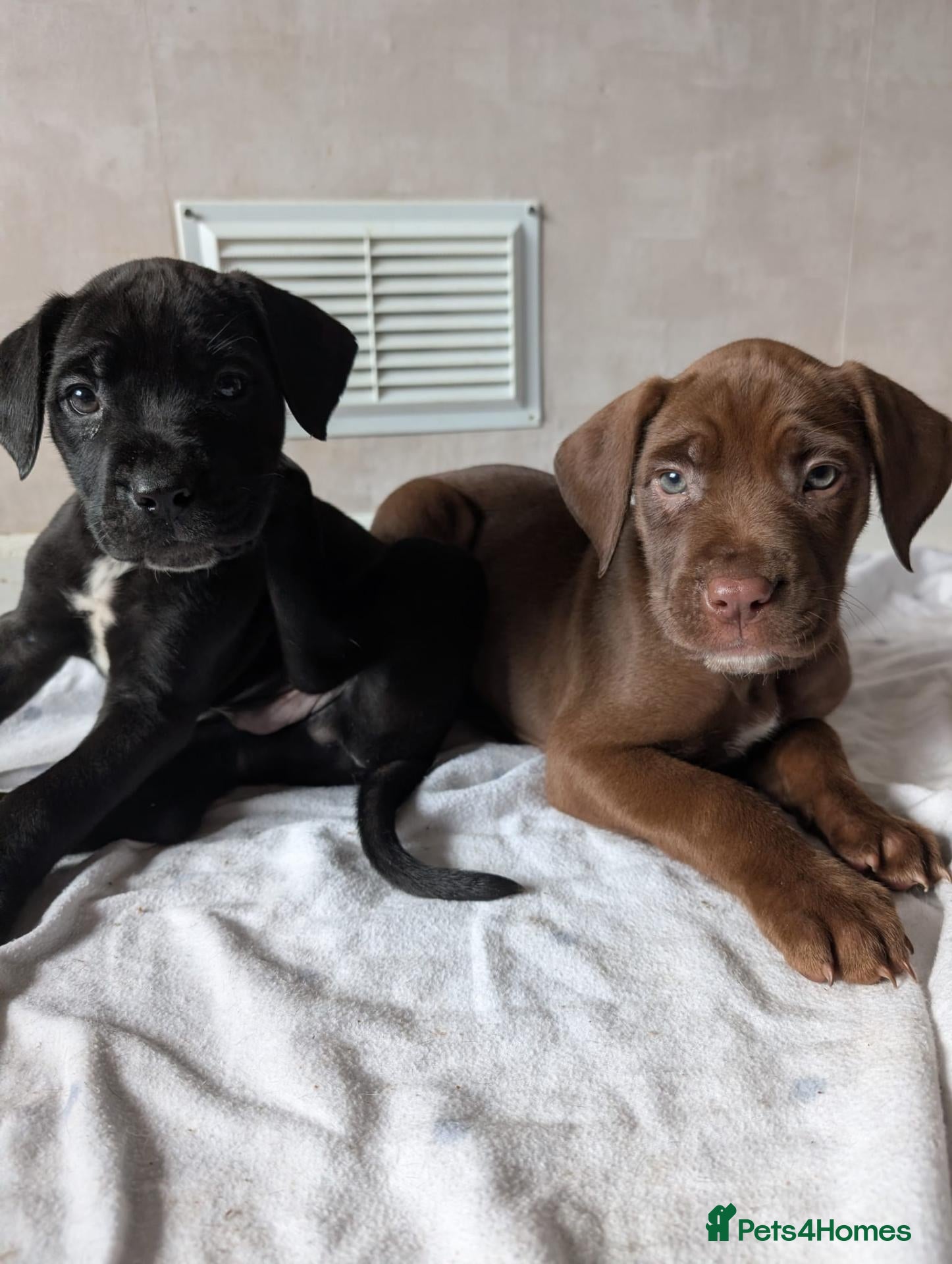 Mixed Breed dogs Douge de Bordeaux mix puppies  - Advert 2