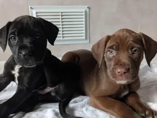Mixed Breed dogs Douge de Bordeaux mix puppies - Advert 2