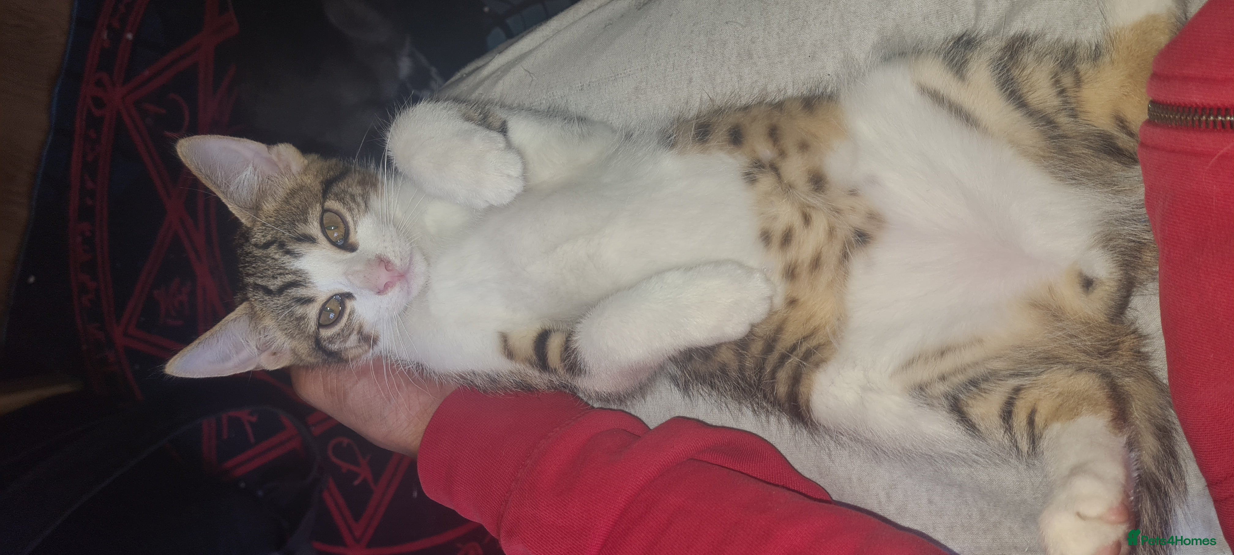 Mixed Breed cats mix bengal kittens happy for offers - Advert 1