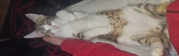 Mixed Breed cats for sale: mix bengal kittens happy for offers - Advert 1