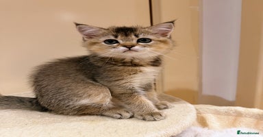 Scottish Fold cats - Advert 15