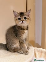 Scottish Fold cats - Advert 4