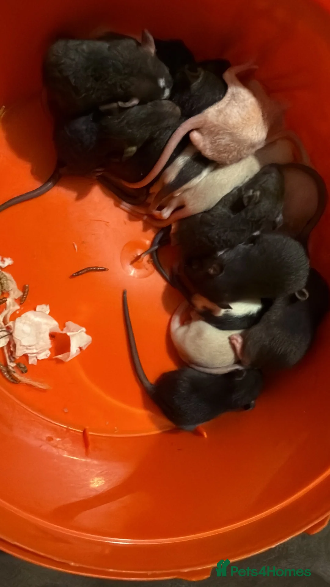 Rat rodents for sale: Mixed rats  in Bury Saint Edmunds - Advert 4