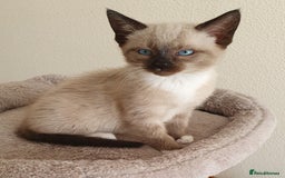 Mixed Breed cats for sale: Beautiful Siamese Cross Kittens - Image 16