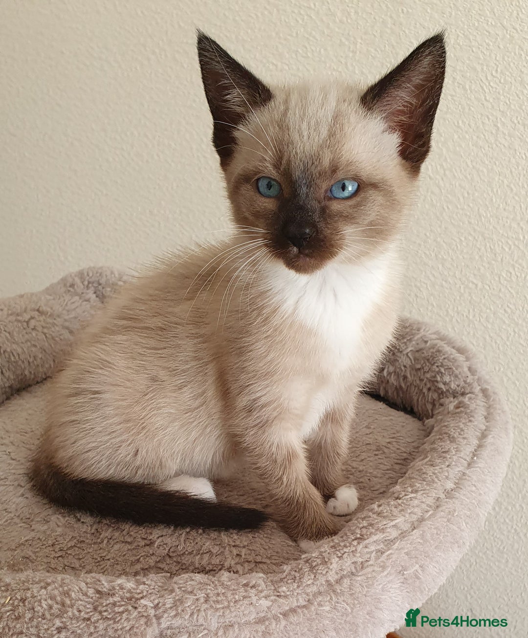 Mixed Breed cats for sale: Beautiful Siamese Cross Kittens - Image 16