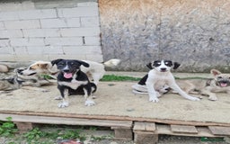 Mixed Breed dogs for adoption: OTIS - a Handsome and gentle boy for a Loving Home - Image 13