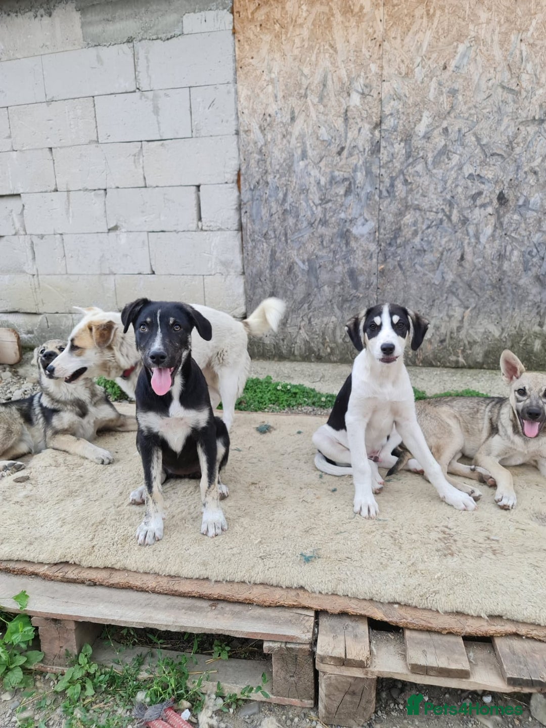 Mixed Breed dogs for adoption: OTIS - a Handsome and gentle boy for a Loving Home - Image 13