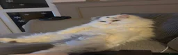 Persian cats for sale: Beautiful Persian Chinchilla Cat: Theodore - Advert 2