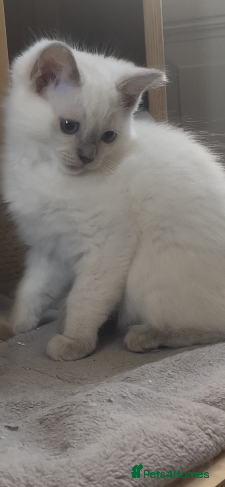 Ragdoll cats GCCF  LILAC RAGDOLL FEMALE,ready to reserve  - Advert 1