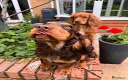 Cocker Spaniel dogs for stud: 🐾 Proven Stud - Healthy Working Cocker Spaniel 🐾 - Image 12