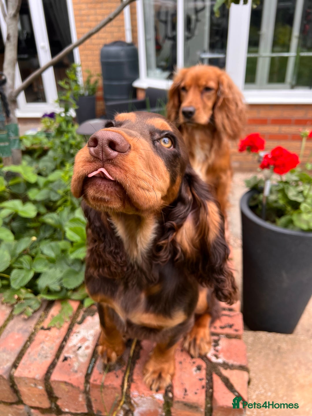 Cocker Spaniel dogs for stud: 🐾 Proven Stud - Healthy Working Cocker Spaniel 🐾 - Image 12