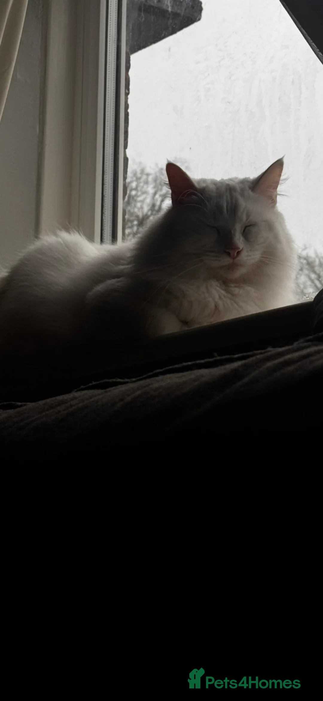 Mixed Breed cats for sale: Beautiful white long hair  - Advert 1