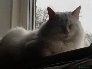 Mixed Breed cats Beautiful white long hair - Advert 2