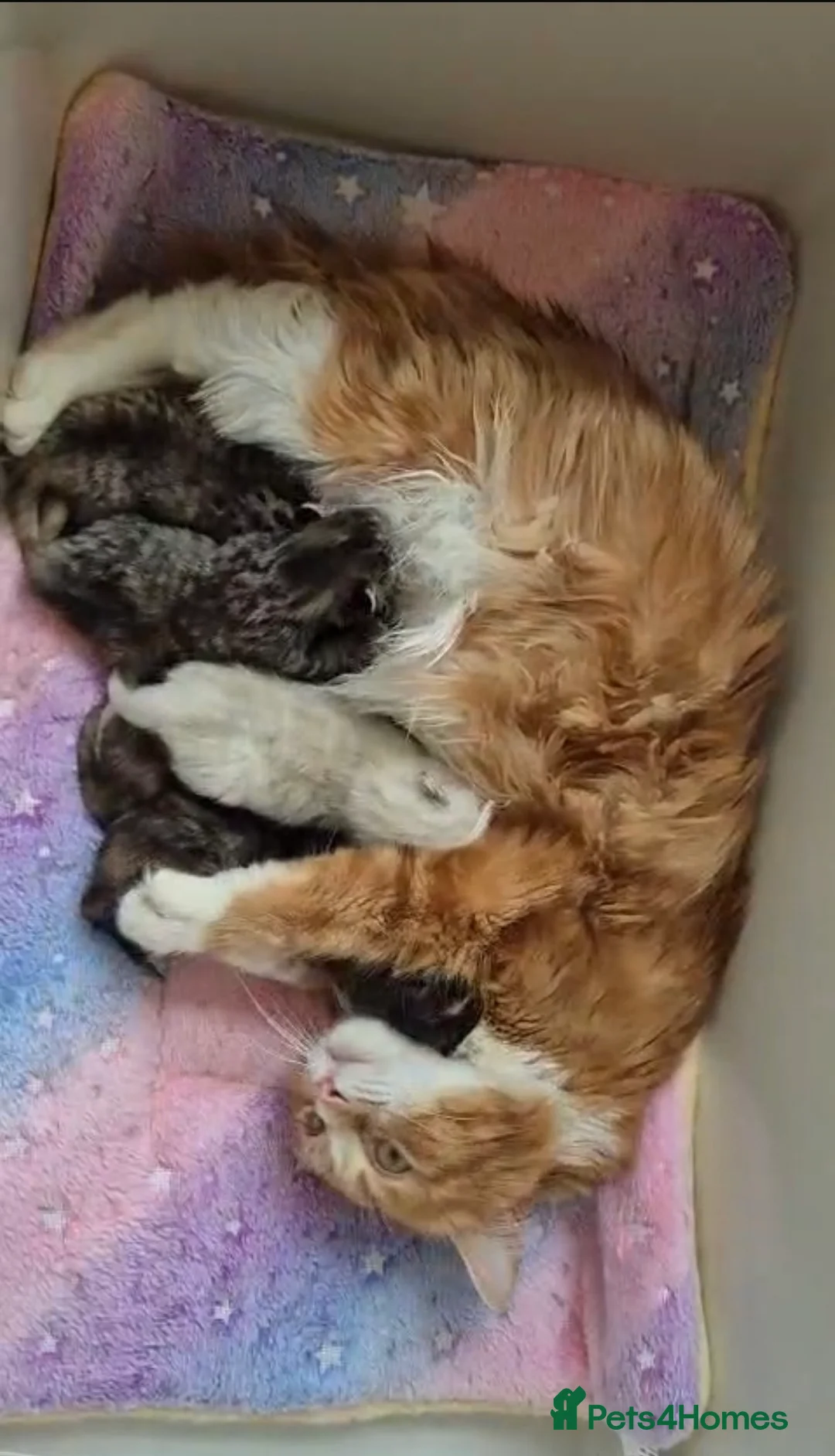 Mixed Breed cats for sale: 4 female kittens available - Advert 24