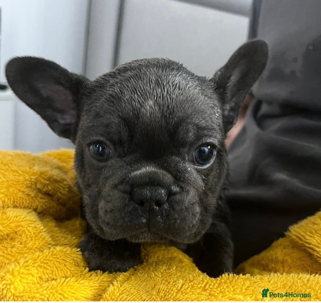 French Bulldog dogs for sale: Fabulous Frenchies ❤️ - Image 10