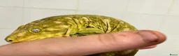 Gecko reptiles for sale: Collection of leachie geckos  in Warwick - Advert 5