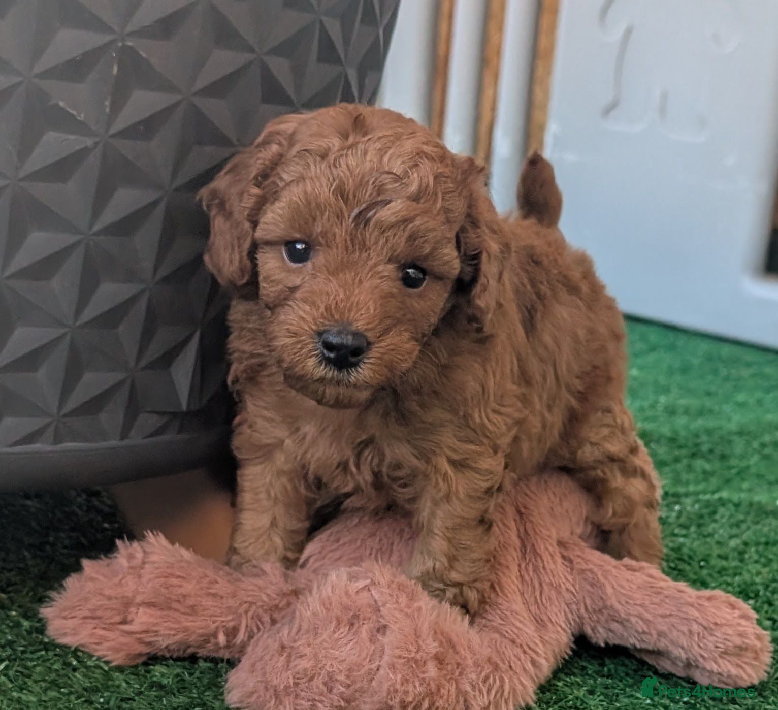 Cavapoo dogs Stunning extensively health tested Cavapoos - Advert 1
