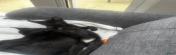 Mixed Breed cats for sale: 3 loving kittens ready for their forever home  in Chichester - Advert 5