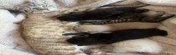 Mixed Breed cats for sale: Stunning Kittens for sale, super friendly - Advert 23