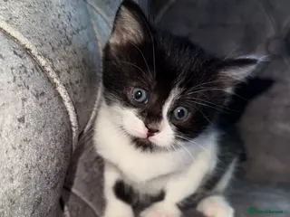 Domestic Shorthair cats Gorgeous black and white kitten - Advert 4
