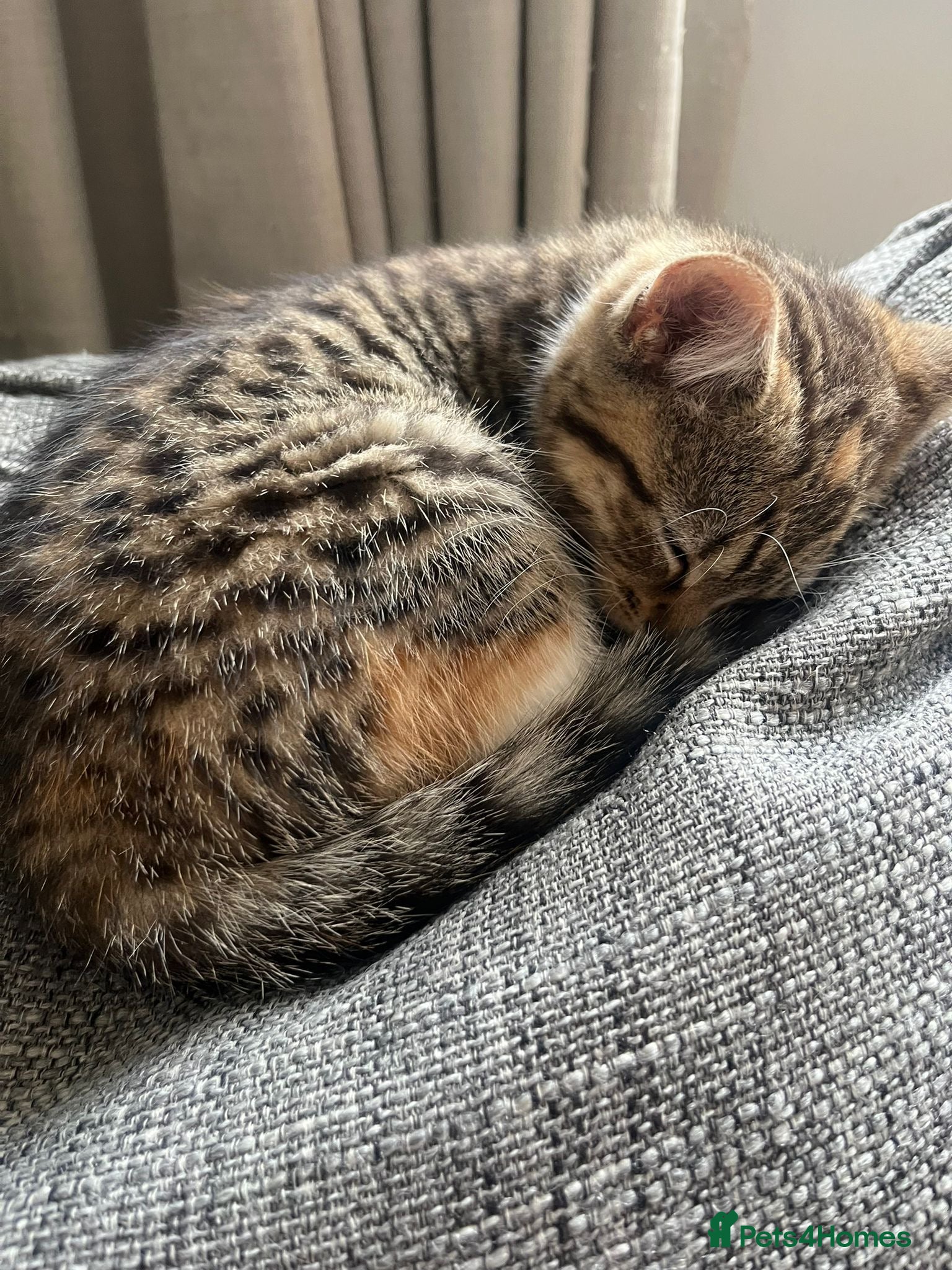 Mixed Breed cats Mixed Breed Pedigree Cross Kittens M/F - Advert 2